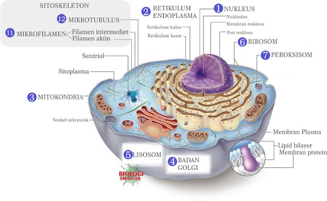 Dunia Biologi Organel Sel Retikulum Endoplasma Mitokondria Badan Golgi Ribosom