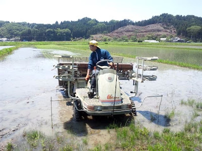 田植え