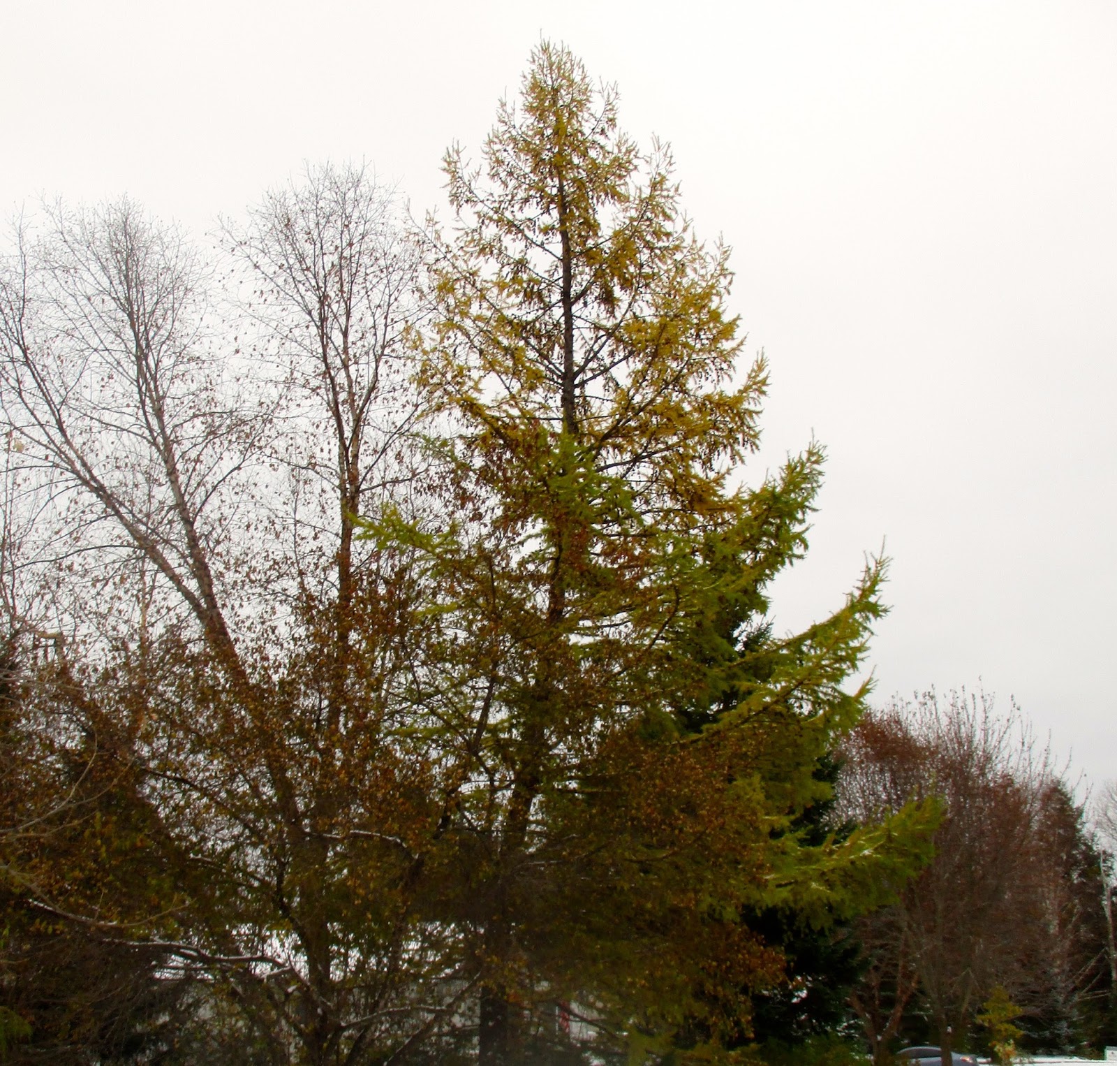 Art's Bayfield Almanac DECIDUOUS CONIFERS