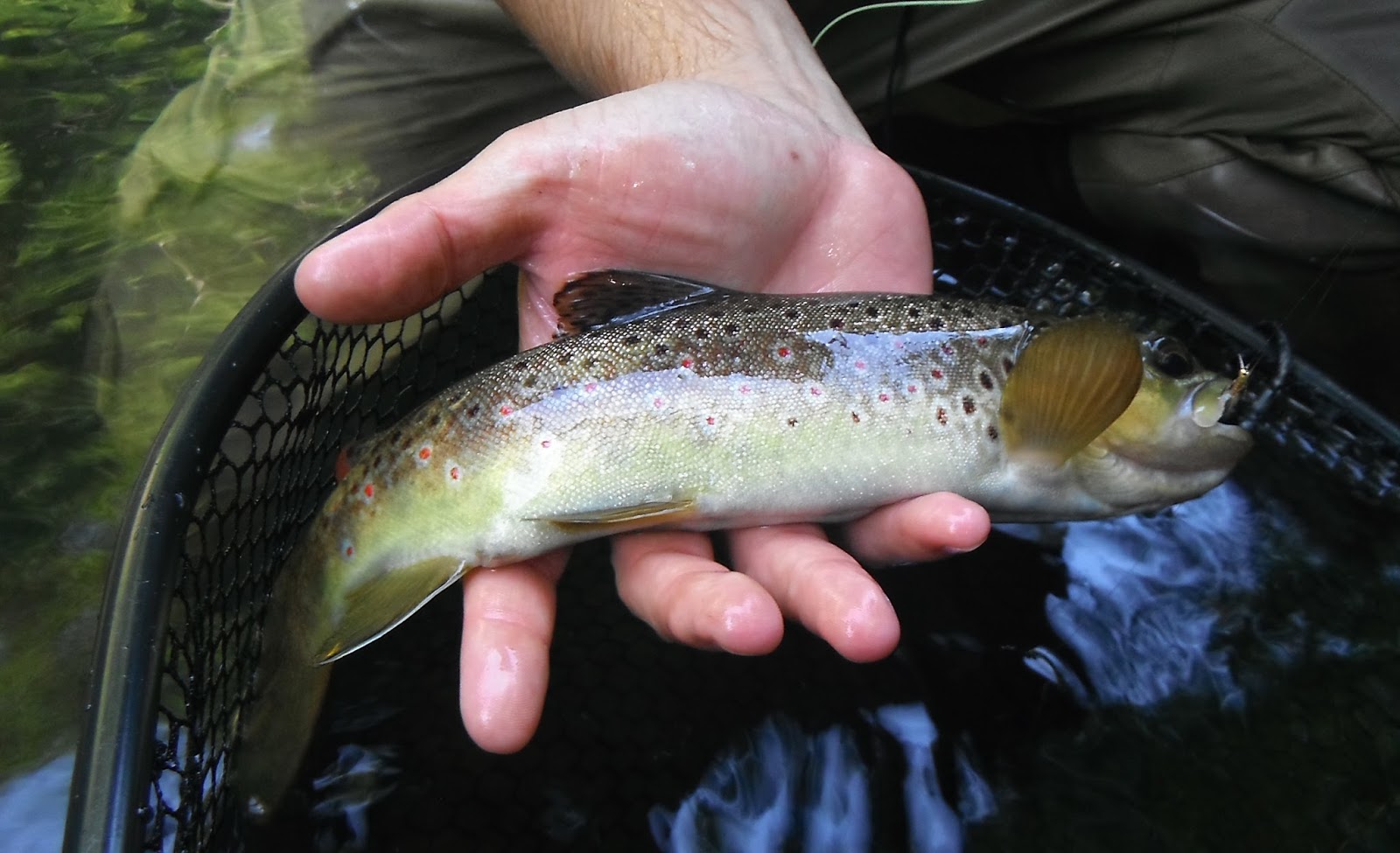 Western Maryland Fly Fishing Western Maryland fishing report Savage River and Casselman River