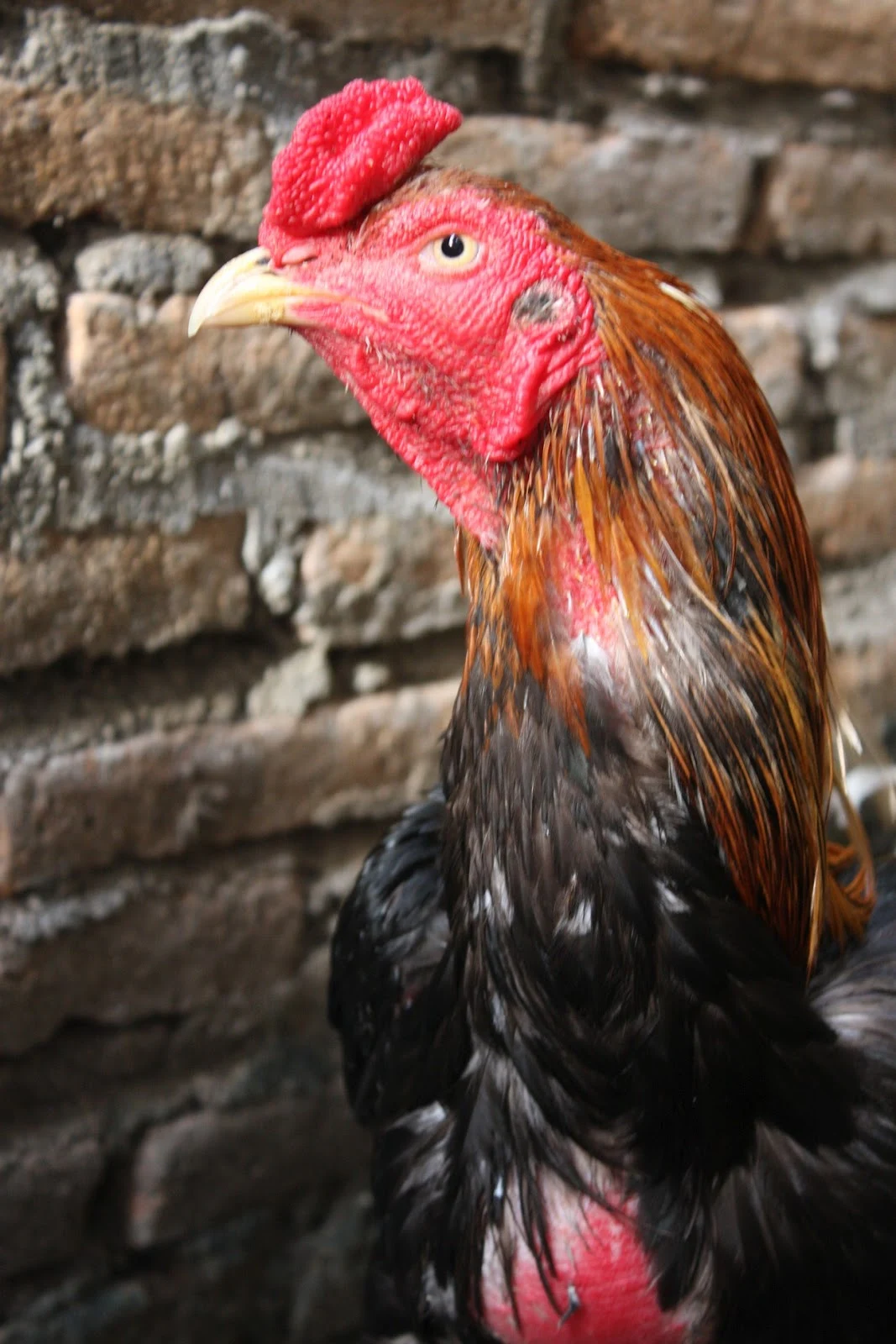 Ayam Laga Ayam Bangkok Aduan