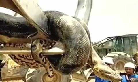 penemuan ular anaconda terbesar di dunia