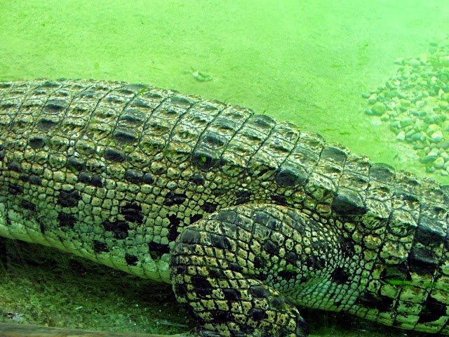 Trabajar en el zoo: Anatomía del orden crocodilia