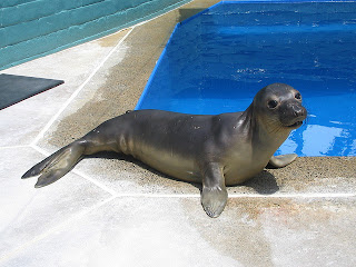 Baby Elephant Seal
