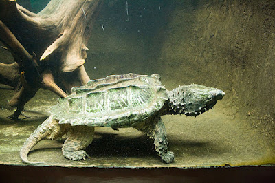 Habitat Karakteristik Alligator Snapping Turtle