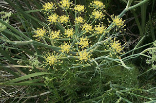fennel herb fennel herb