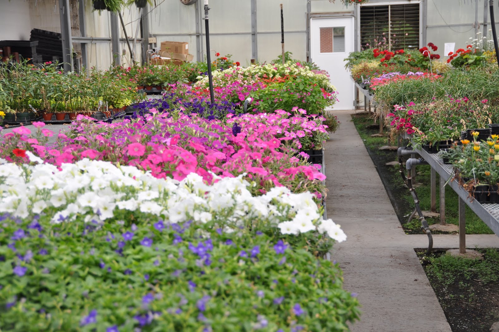 Mioux Florist & Greenhouses June 2011