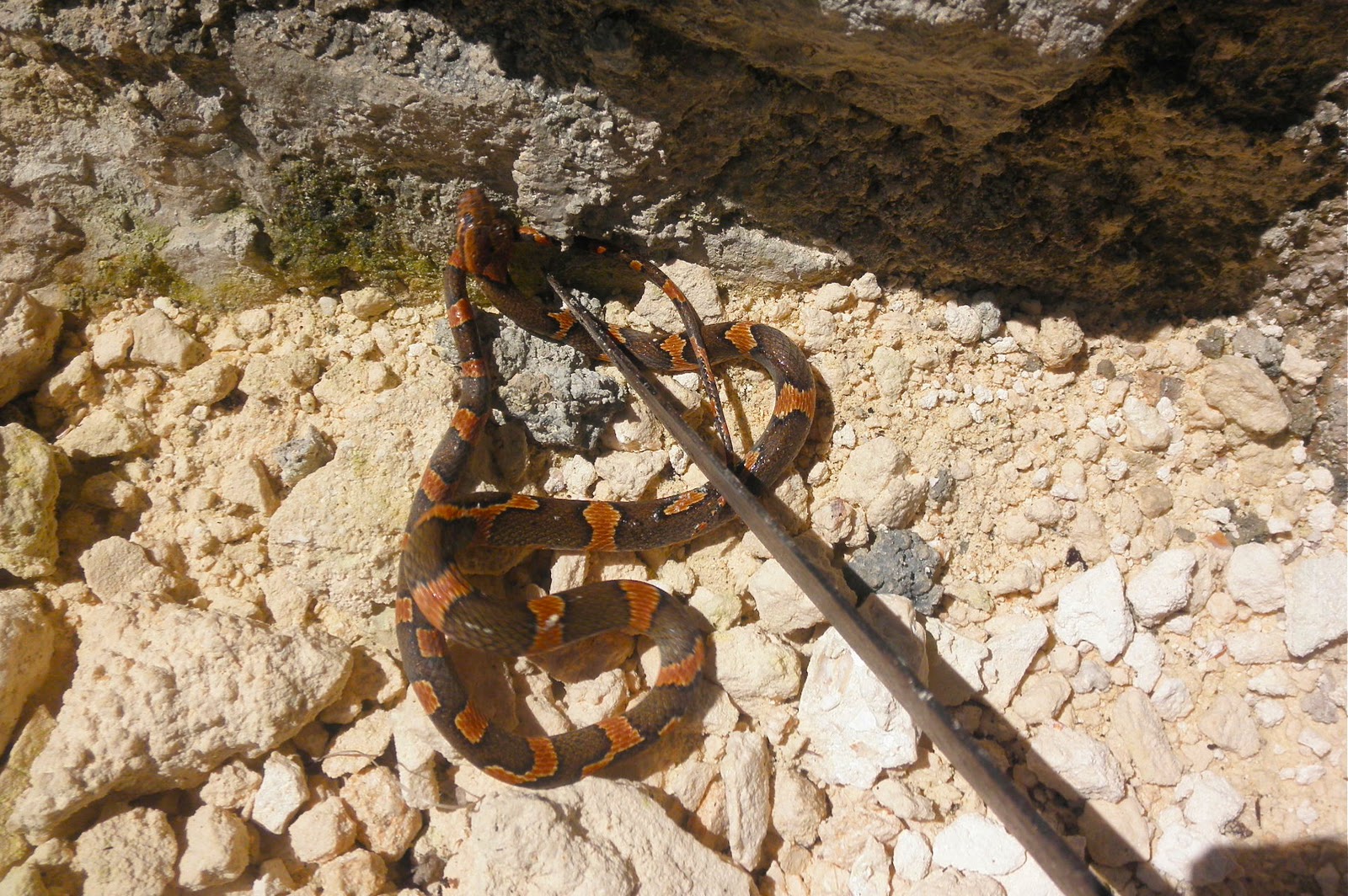 Moment to Moment Snakes and compost