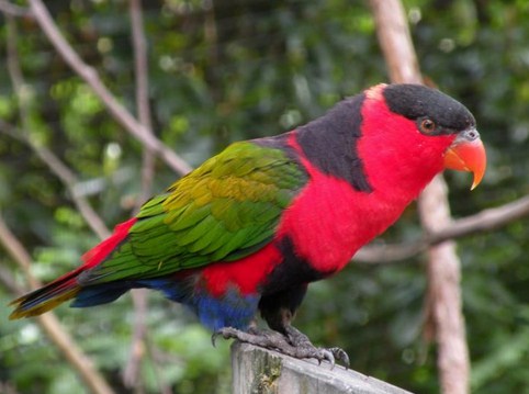 880+ Gambar Burung Nuri Papua HD Terbaru