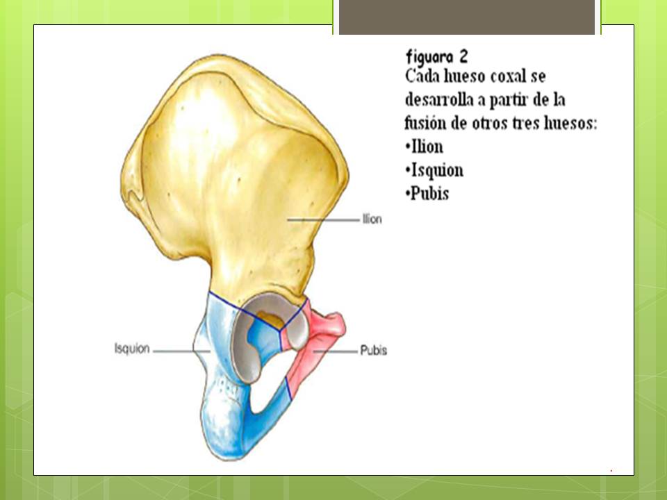 ANATOMÍA HUMANA DE LA CINTURA PÉLVICA INTRODUCCIÓN ANATOMIA CINTURA