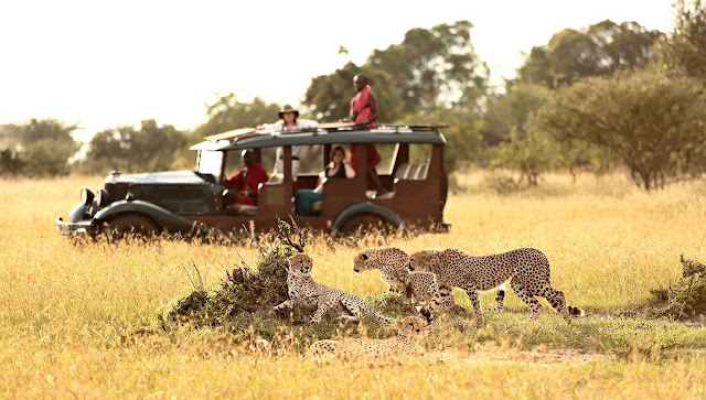 Book Your Ultimate Affordable Cl Ic Five Days Kenya Safari Masai Mara National Park Lake Nakuru National Park Safari Tour From As Low Us 520 Usd Per Book Your Ultimate Affordable Cl Ic Five Days Kenya Safari Masai Mara National Park Lake Nakuru National Park Safari Tour From As Low Us 520 Usd Per