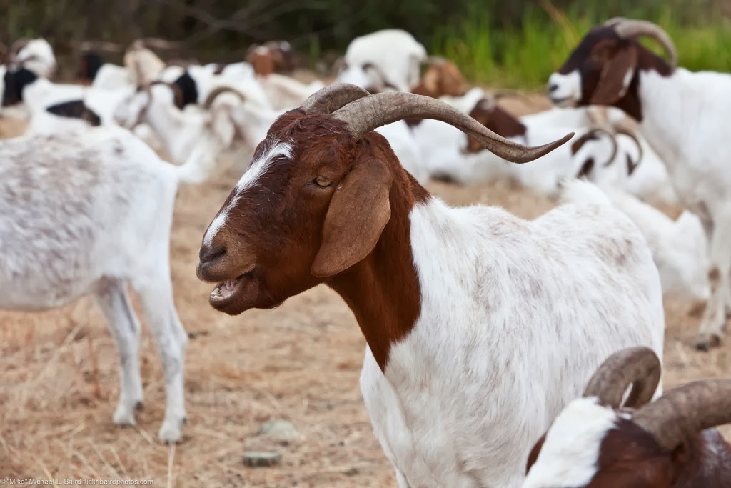 Ethiopia has Africa’s largest livestock population