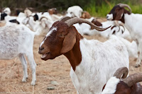 Ethiopia has Africa’s largest livestock population Ethiopia has Africa’s largest livestock population