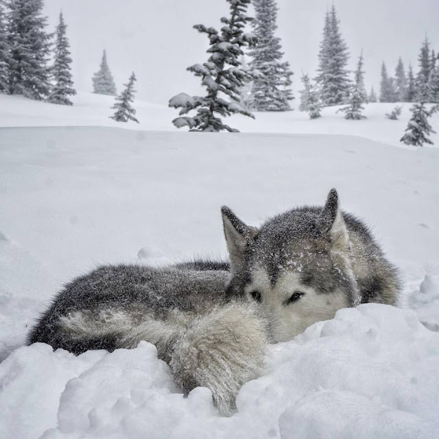 White Wolf : Meet The Wolfdog Who Travels The World With His Owner