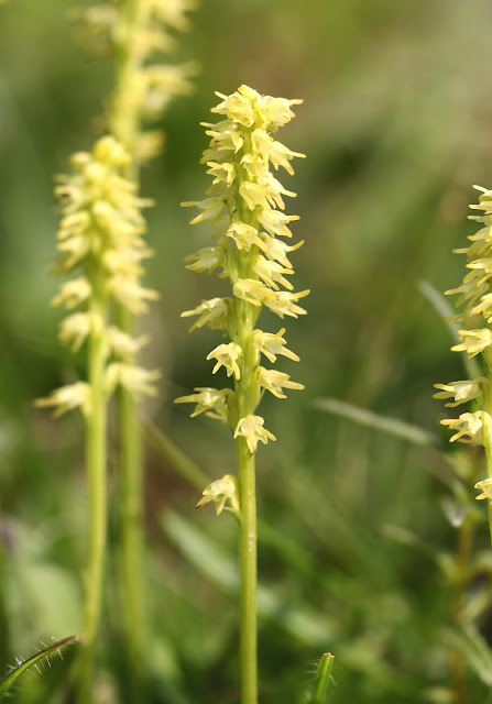 Musk Orchid - Hampshire Musk Orchid - Hampshire