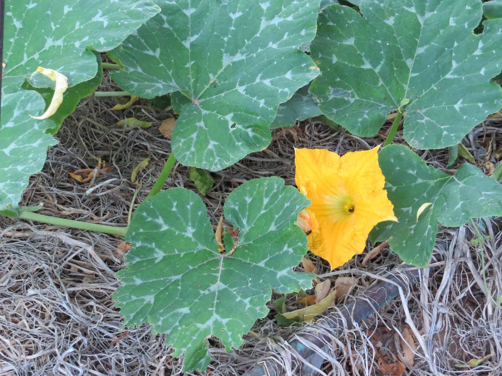 Edible Herbs, Flowers & Other Edibles Grow Your Own Dinner! My