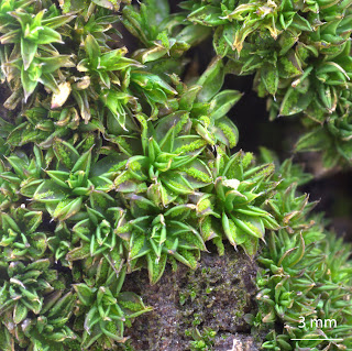 Musgo Syntrichia papillosa de la familia Pottiaceae, en corteza de árbol