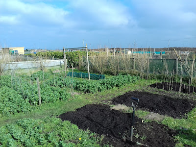 Allotment Growing - Autumn and Winter Crops