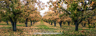 Orchard in Autumn wide angle view by Chris Gardiner Photography www.cgardiner.ca