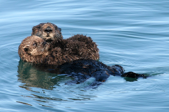 Amazing Sea Otter - Sea Otter Facts, Photos, Information, Habitats ...