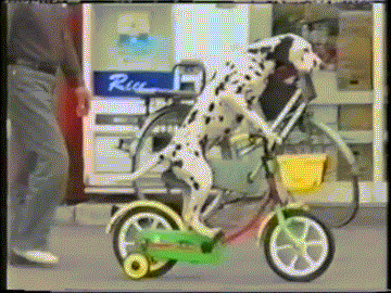 dog.gif
