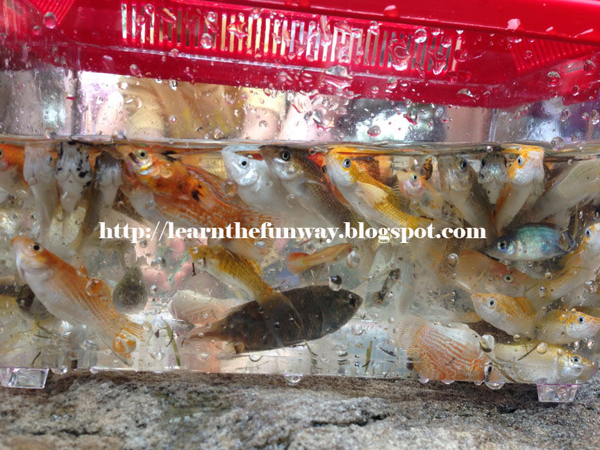 Catching Longkang fish at Bottle Tree Yishun, so much fun! Learn The