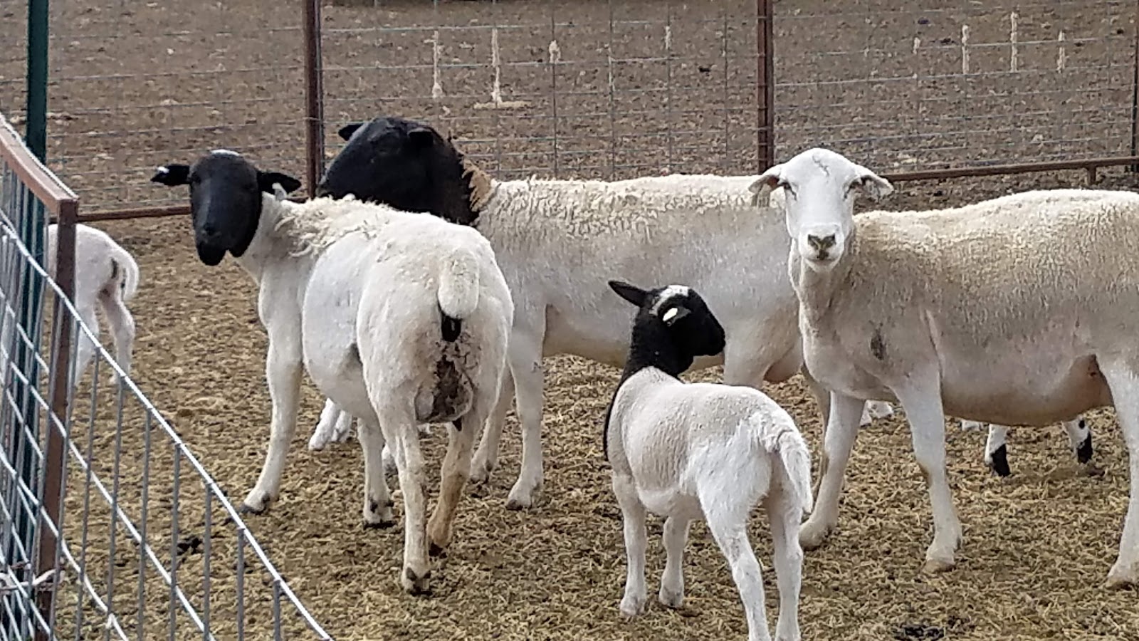 The State of the Union Sheep and Sheepfold at New Mexico Farm (Photos)