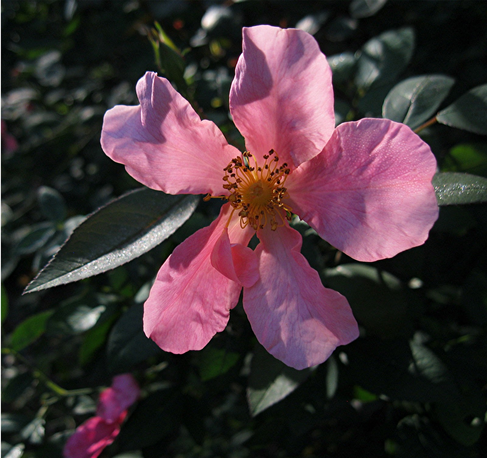 1003 Gardens: Rosa chinensis mutabilis....I love this rose