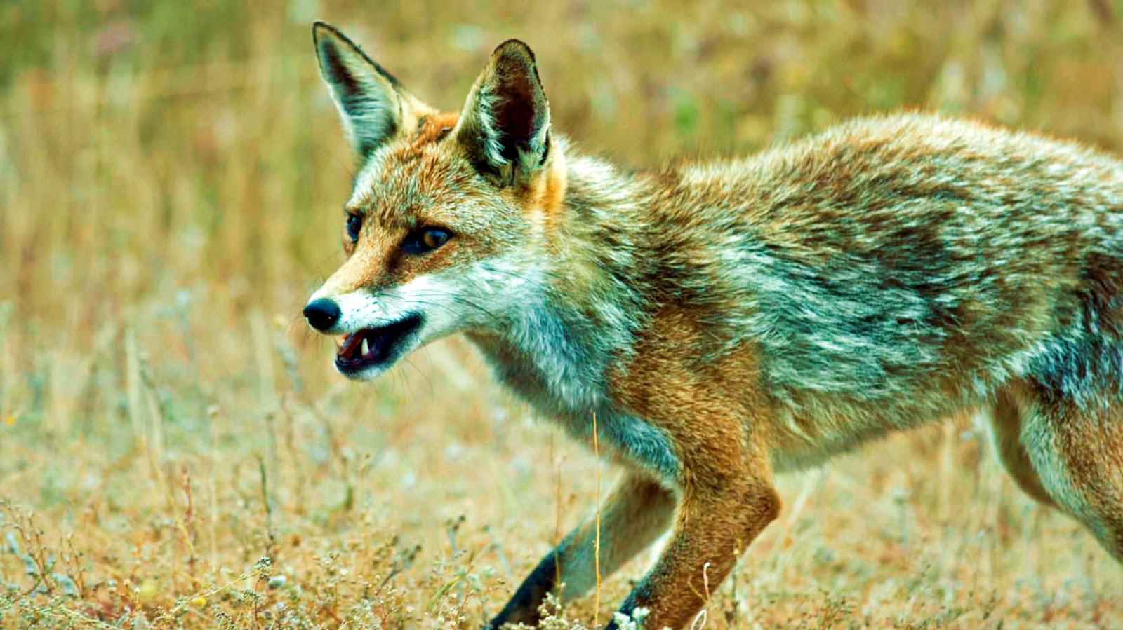 El Zorro Ibérico 🔗 National Carpfishing