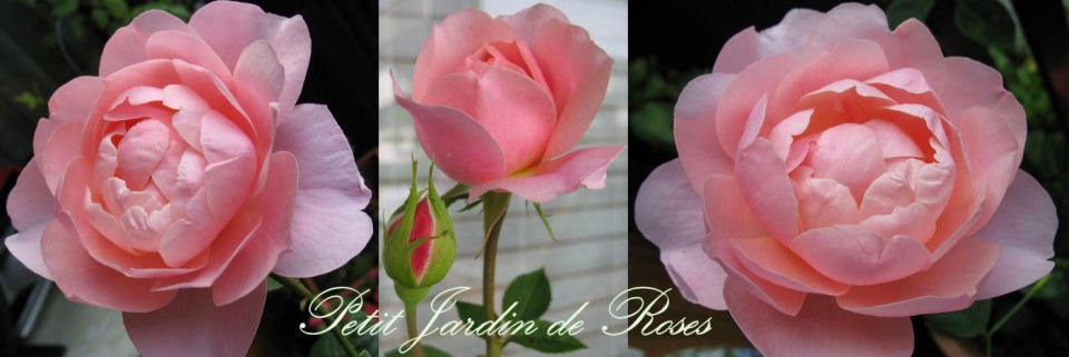 petit jardin de roses