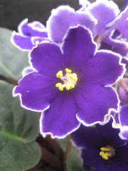 violet african saintpaulia violets flower purple flowers gardener plants tattooed flowering grandmother growing