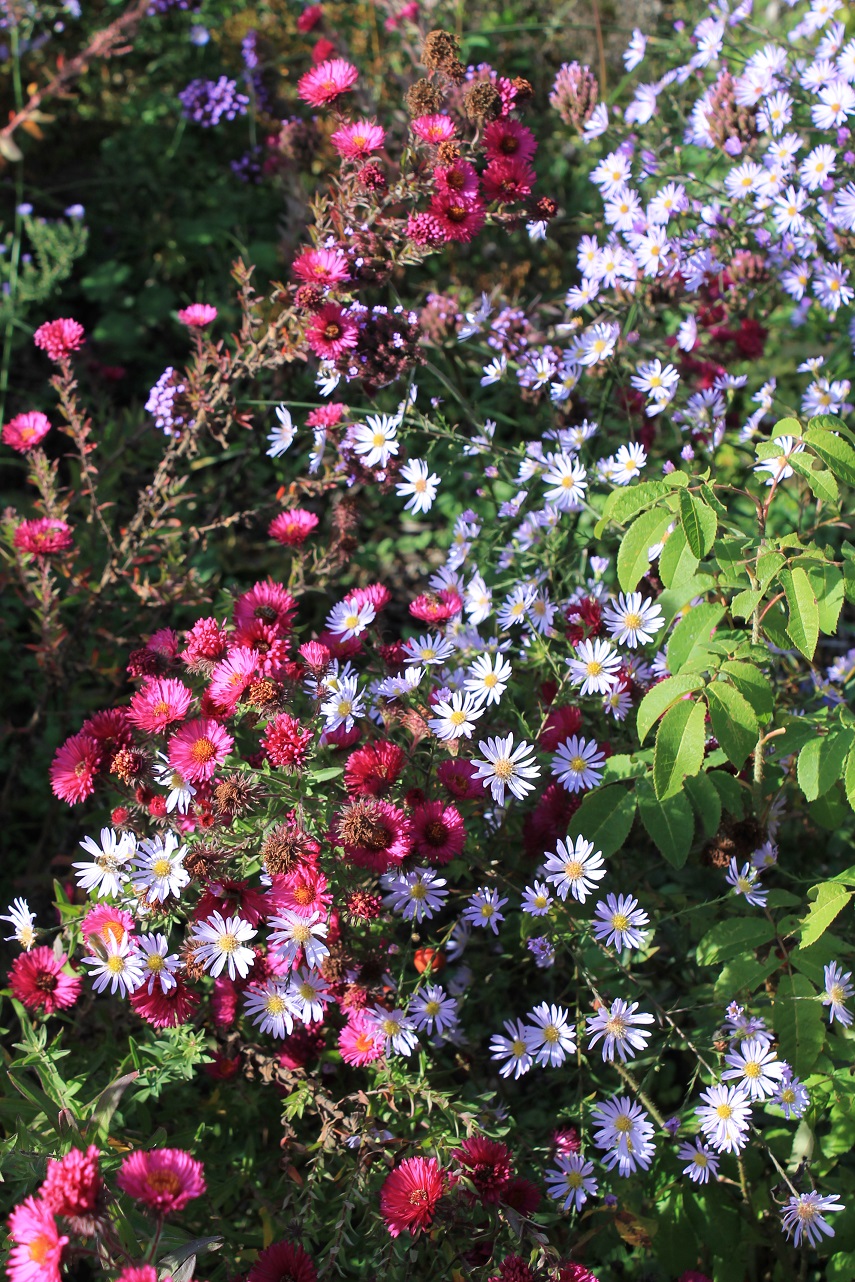 Belles Fleurs - Garten, Haus, Natur: Oktober 2017