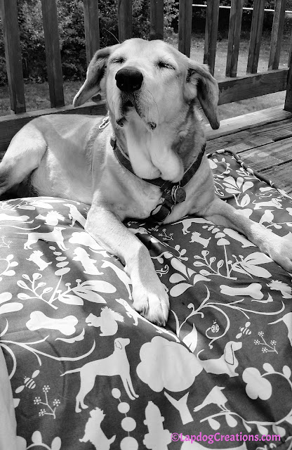 Deck Lounging + a new #MollyMutt #dogbed = pure bliss for Sophie! #seniordog #houndmix #rescuedog #adoptdontshop #happydog #LapdogCreations ©LapdogCreations