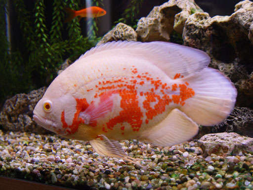 The KEN P.D. SNYDECAST EXPERIENCE Oscar Fish
