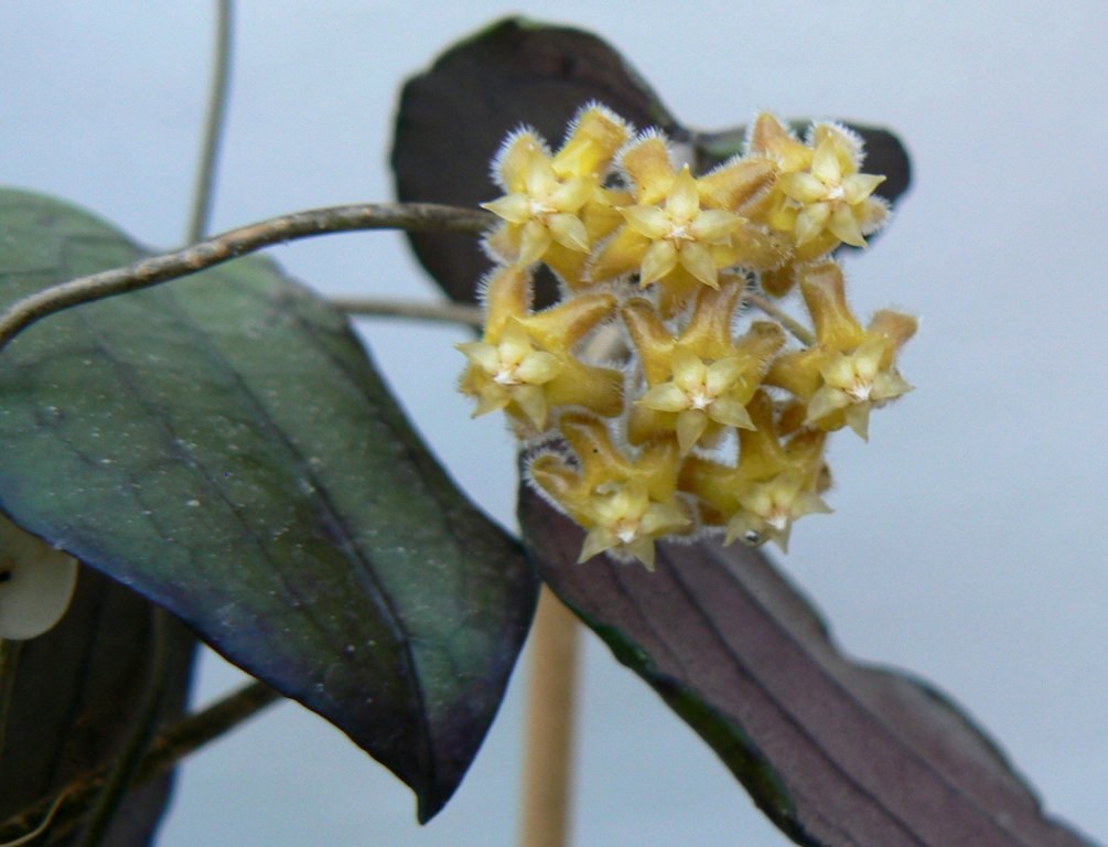 Хойя erythrina cameron island фото и описание