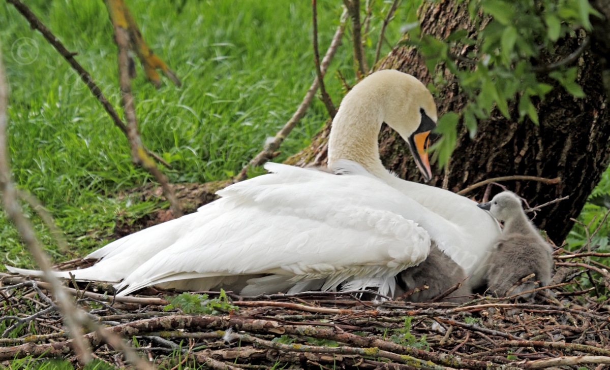 Dougie Coull Photography Swans with