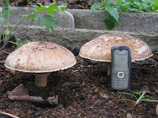two large mushrooms