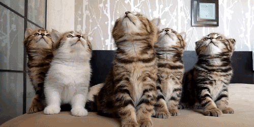 slide_355109_3892096_free.gif