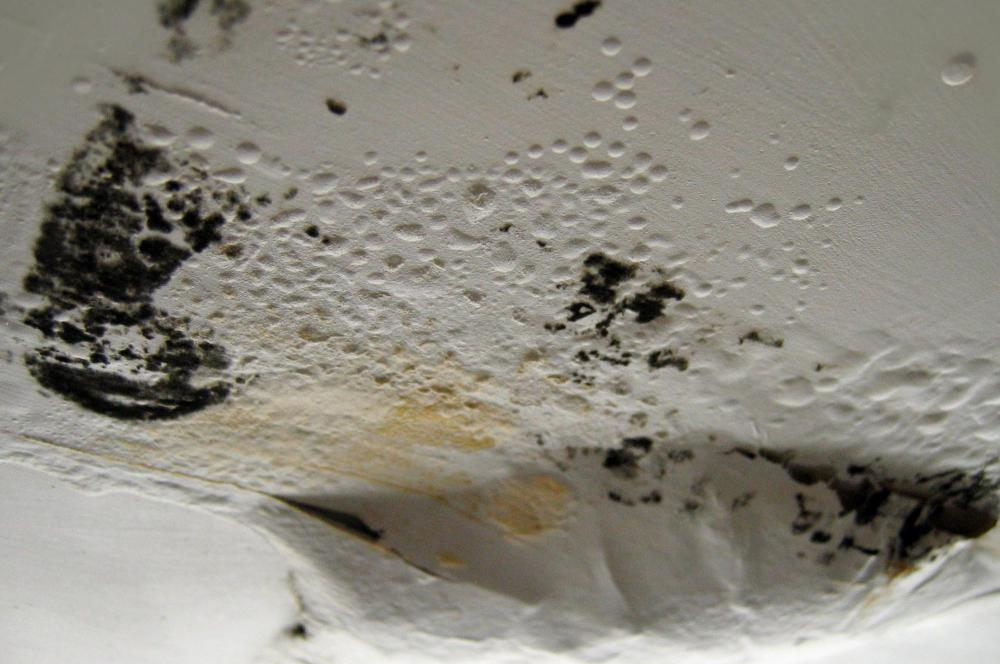 Atlas Air Purifier Reviews Air Purifiers Fight the Mold Spores