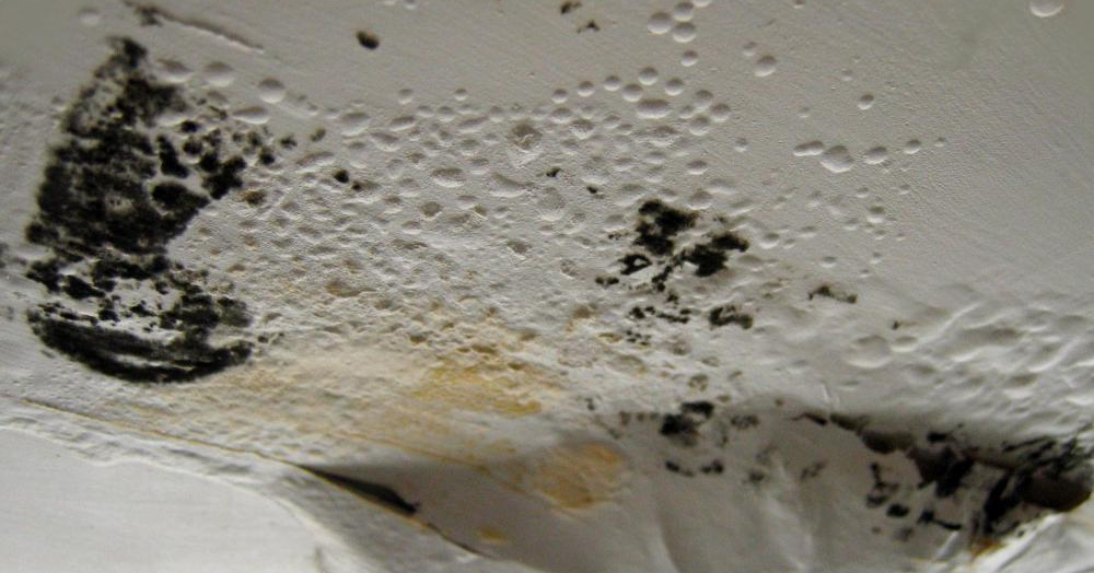 Atlas Air Purifier Reviews Air Purifiers Fight the Mold Spores