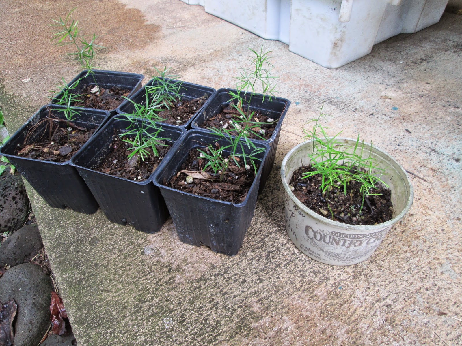 Garden Notes from Hawaii ASPARAGUS FERN (Asparagus aethiopicus)