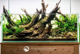 200 Referensi Desain Dan Model Aquascape Berdasarkan Tema https://www.faktapopuler.com/2018/12/200-referensi-desain-dan-model.html