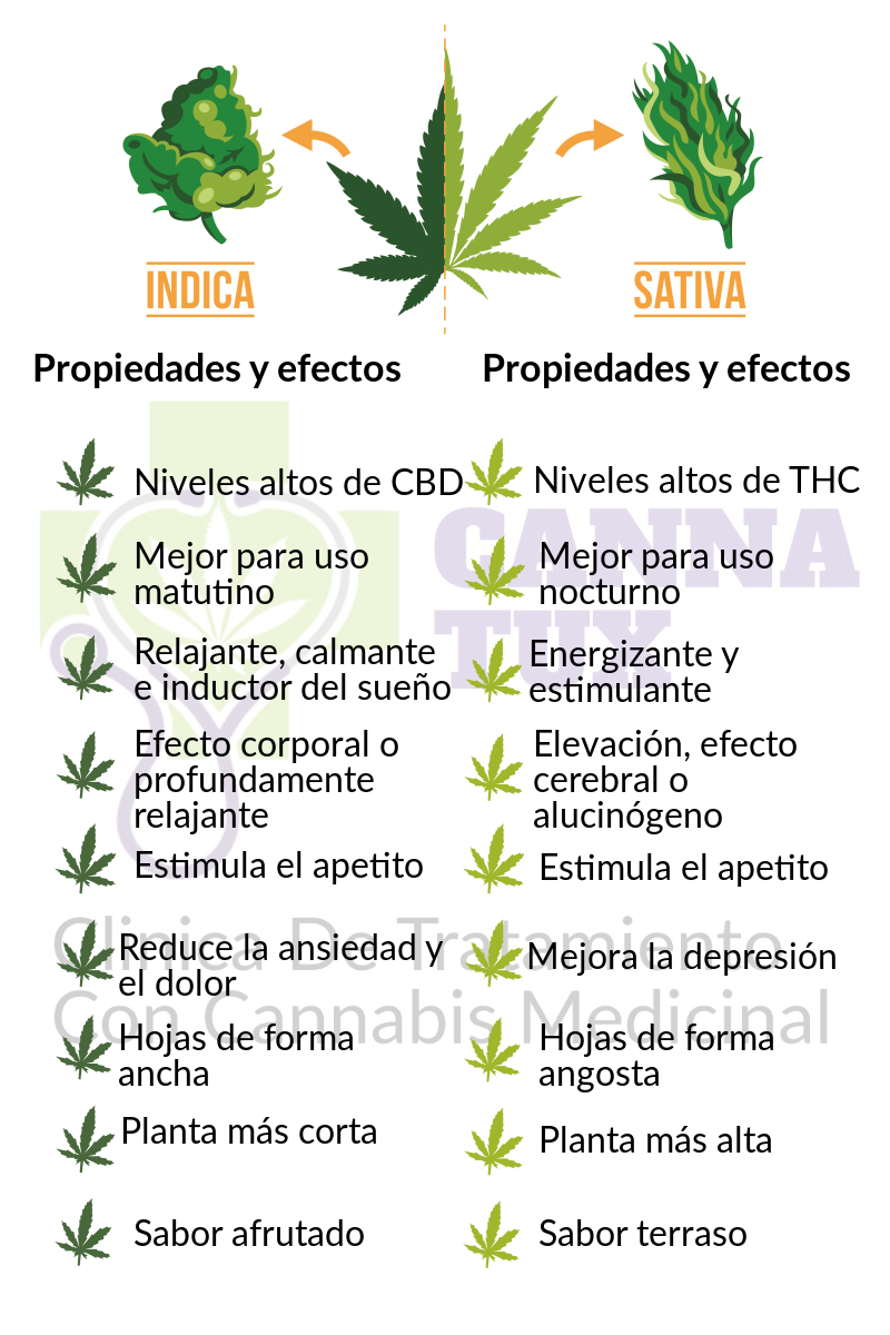 Cannabinoideando Sativa Vs Indica Parte I
