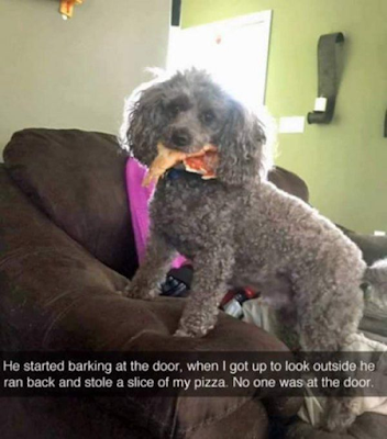 dog steals pizza slice funny win barking dog at door joke