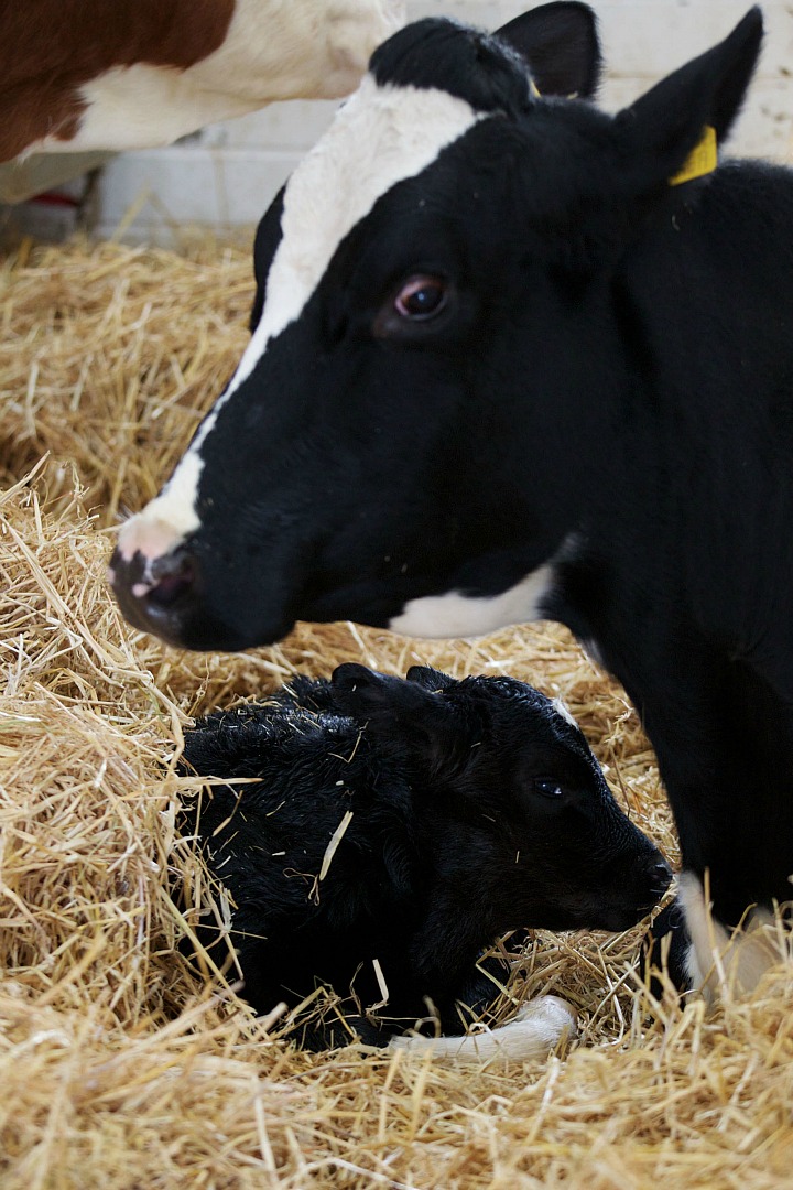 Baby Animals: Baby Cow 7