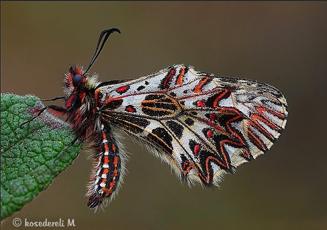 Güneyli fisto kelebeği kanat altı fotoğrafı