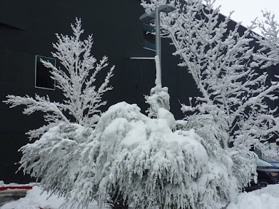 Snow-covered trees and bushes at the Nevada Museum of Art (NMA)