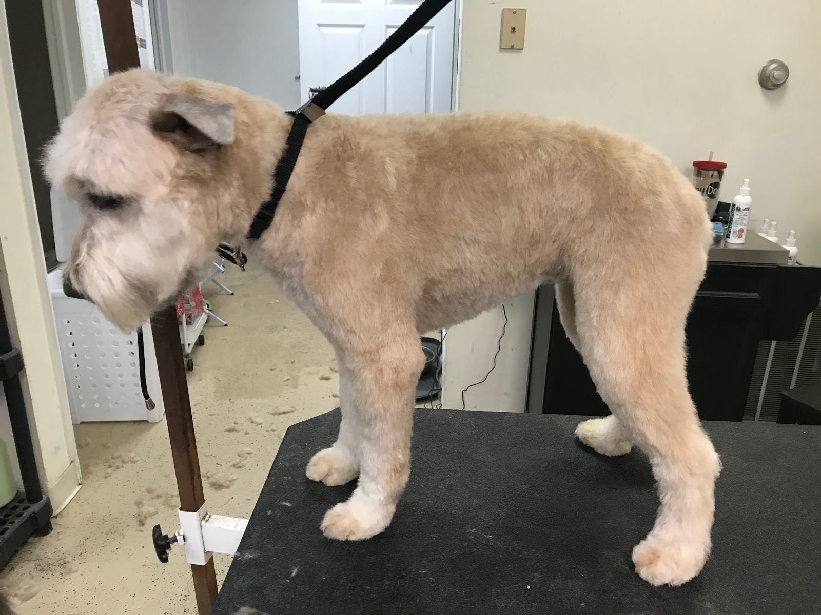 Zibby S Dog Grooming