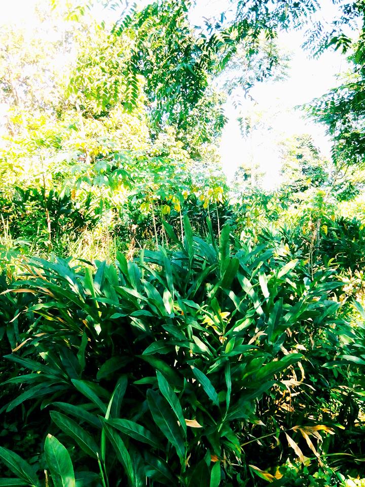 Topflavors apa itu Galanga