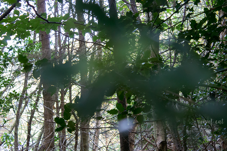 paseando bosque fotografía